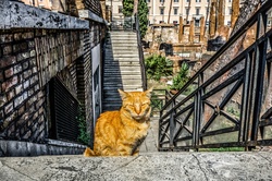 Roman Cat in Torre Argentina