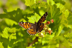 Beautiful butterfly wings. Green background.