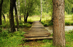 In the forest, the old bridge across a small river