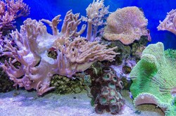 Tropical Sea Underwater With Corals