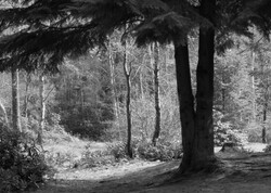 Woodland black and white photograph