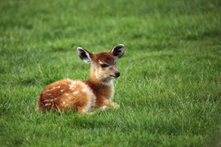 Baby Antelope