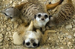 Meerkats, animals