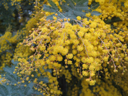 A native tree and this is one variety. You can see the tiny buds have not opened up yet.