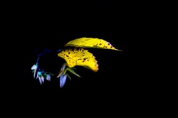 Autumn Leaves On The Black Background