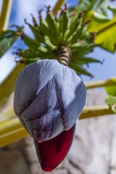 Banana flower at the bottom with growing green bananas at the top