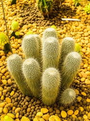 Cactus desert plant