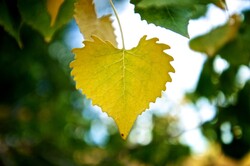 Colorful yellow leaf shows detail of veins and growth.