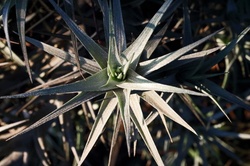 Cluster of leaves on an epiphyte