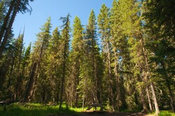 Cluster of green tall pine trees grows in Wyoming Yellowstone National Park.