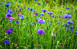 Cornflower