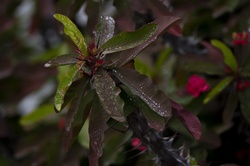 Red flower of the Crown of Thorns plant with spiked stem