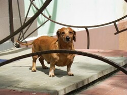 Dachshund Waits For The Host