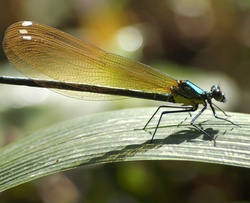 Close up of a damselfly, shot in northern Taiwan