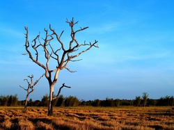 Dead tree background