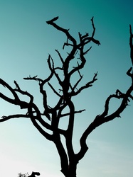 Dead tree background