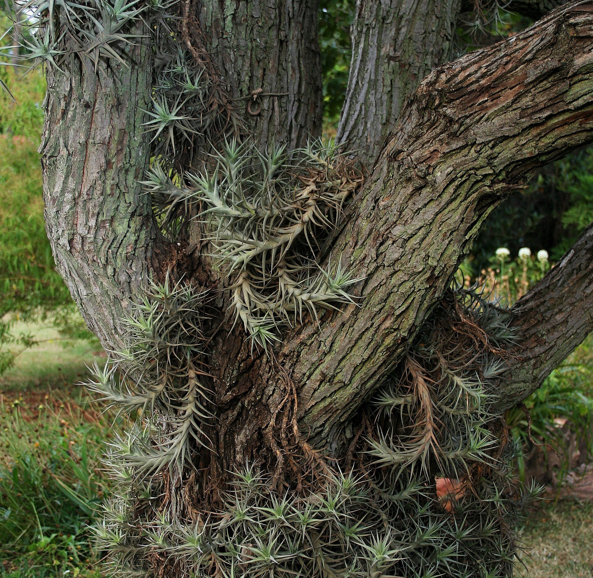 Epiphyte In Tree