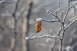 Frosty winter leaves