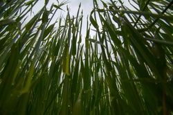 Green barley field, Natural Background