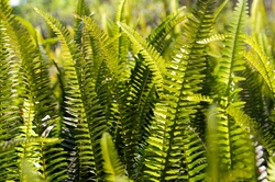 Green ferns as background