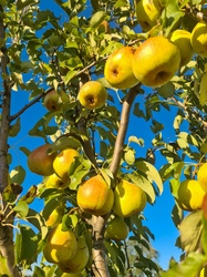 Many pears ripening on a tree