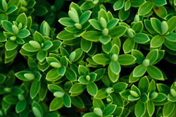 Hebe pinguifolia green background image