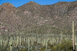 Photograph of the thousands of saguaro cacti in the Arizona Saguaro National Forest