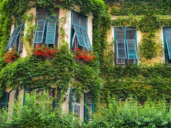 Heavy ivy covered historic house