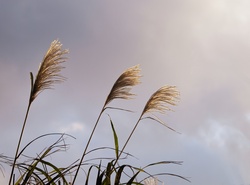 Silvergrass in the sunshine in Taiwan