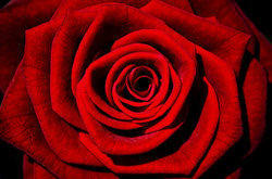 Red Rose - Background