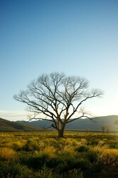 Single dead tree stands tall in the middle of the high desert wilderness in Nevada.