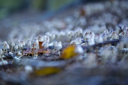 Small mushrooms in Forest