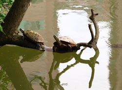 Two striped terrapins, shot by a lake in New Taipei, Taiwan