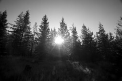 Sun descends behind a line of pine trees in the American west.