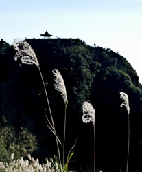 Silvergrass near the summit of Mt. Wufen, Pingxi, New Taipei