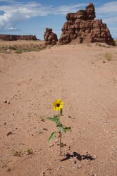 Yellow wildflower grows in the sands of the Utah desert with rock formation in the background.