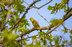 Yellowhammer Emberiza Citrinella