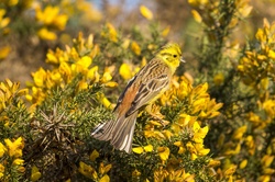 Yellowhammer Emberiza Citrinella