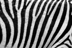 Black and white stripes on zebra skin