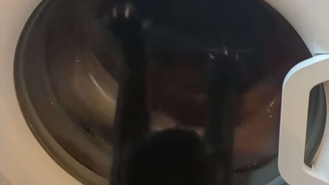 cat washing machine