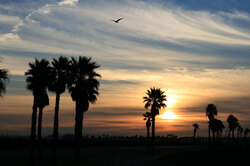 Shot along Pacific Coast Highway just north of Huntington Beach 16 Dec 2007