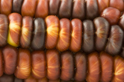 Indian red corn for Halloween