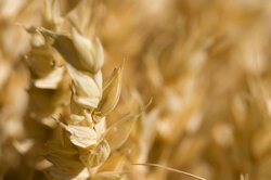 Macro photo of yellow grain