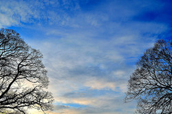 Background of sky and trees