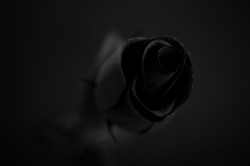 Black rose on dark background