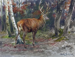 Vintage antique art painting of a handsome deer stag, in the birch tree forest poster, print, card by artist Rosa Bonheur