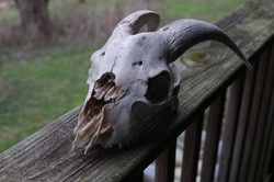 A creepy goat skull I have used as a prop in a lot of videos