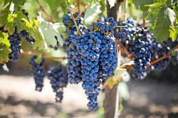 Purple Grapes Growing in a Vineyard