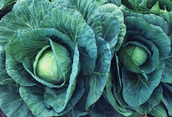 Kale Cabbage Salad Vegetable Harvest Photo Public Domain