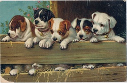 Dogs puppies vintage art old antique illustration